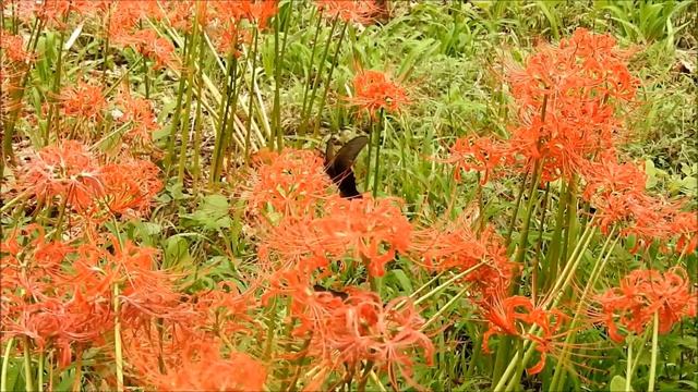 彼岸花とオナガアゲハ смотреть онлайн