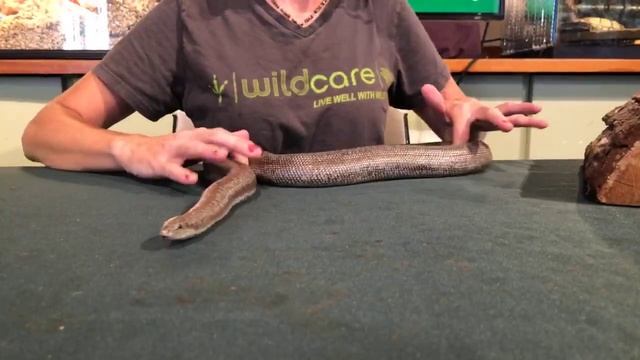 Meet Rosie the Rosy Boa смотреть онлайн