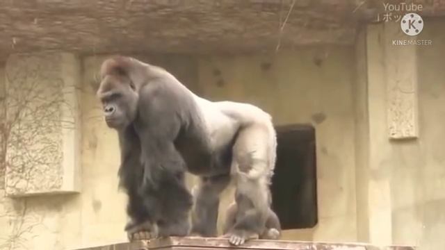 Gorilla Vs Orangutans