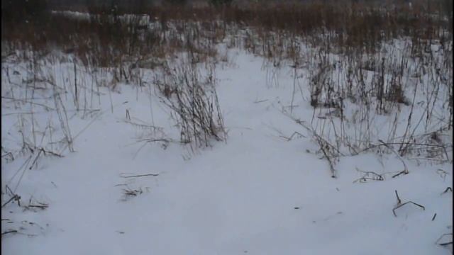 Зима вернулась и на нашу пасеку. смотреть онлайн