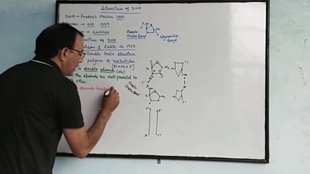 Molecular basis of Inheritance (Part 3) Structure of DNA (Double Helix) смотреть онлайн