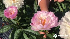 Petite elegance peony. Петит элеганс пион. Пулков сад (2022 г)