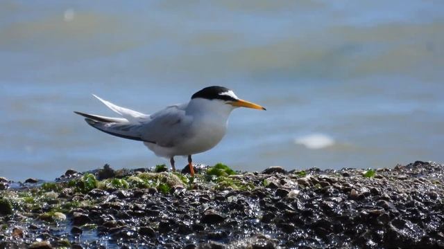 Little Tern, Fraticello (Sternula albifrons) смотреть онлайн