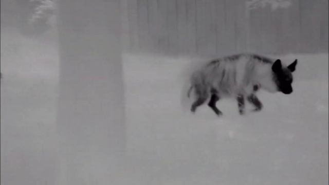 Termovize Pulsar Helion XP38 - "Zoo Praha" (www.fotomalek.cz) смотреть онлайн