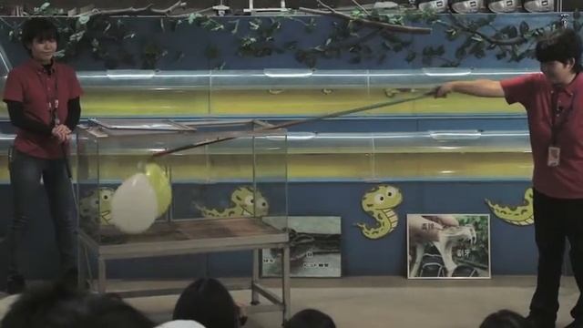 Habu Snake Show At Okinawa World смотреть онлайн
