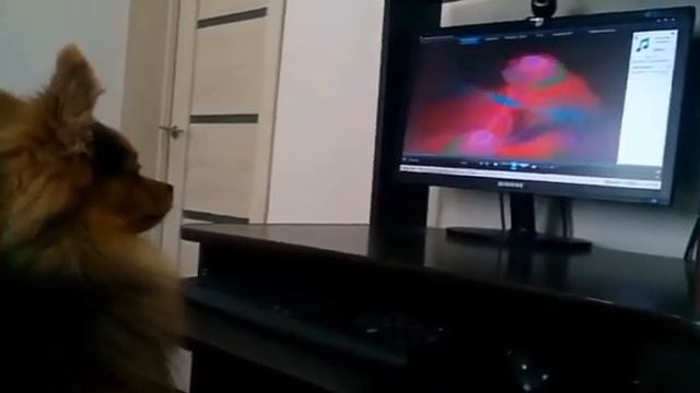 МОЯ ТЕРРИТОРИЯ,МОИ ПРАВИЛА!!! смотреть онлайн