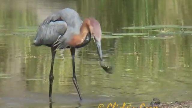 Goliath Heron смотреть онлайн