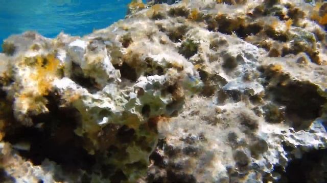 Meerpfau (Thalassoma pavo) смотреть онлайн