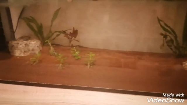 Первый запуск аквариума, часть 1 смотреть онлайн