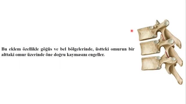 4- Omurlar Arası Eklemler смотреть онлайн