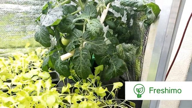 4. Что можно выращивать на FRESHIMO смотреть онлайн