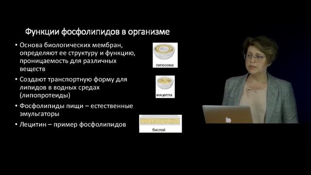 6 Функциональное значение макронутриентов в питании человека Жиры Характеристика отдельных классов смотреть онлайн