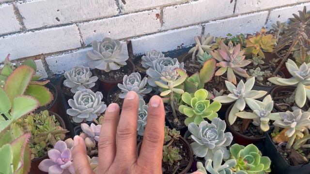 Algunas propagaciónes de mis plantas 🪴 смотреть онлайн