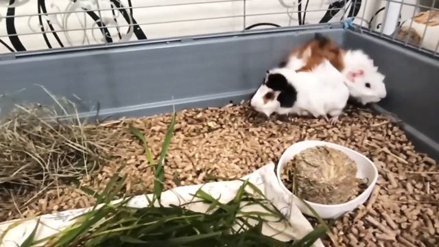 морские свинки 4 смотреть онлайн