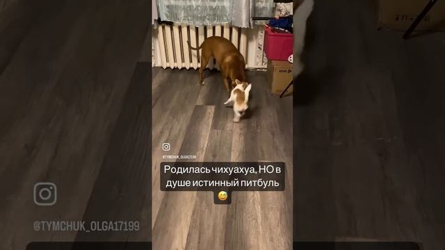 #уникальнаядружба# #питбуль# #чихуа #чихуахуа# смотреть онлайн