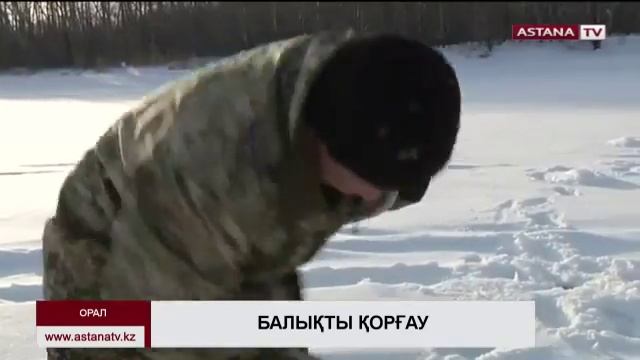 Батыс Қазақстан облысында балықты қорғау жұмыстары жүргізілуде смотреть онлайн