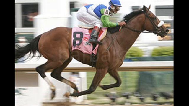 true race horse champions смотреть онлайн