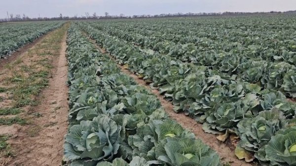 15 ноября 2024 г. Капуста сорт Агрессор, Жолтон. Озимый лук сорт барс