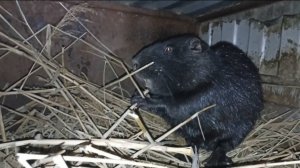 Напоили НУТРИЙ витаминами, накормили кашей, порадовали тростником и сеном. 12.01.25.