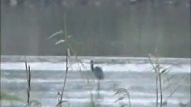 Goliath Heron смотреть онлайн