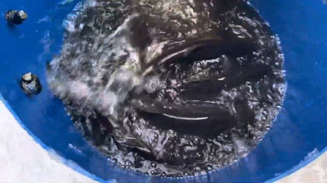 Привоз 700,0 кг форели смотреть онлайн