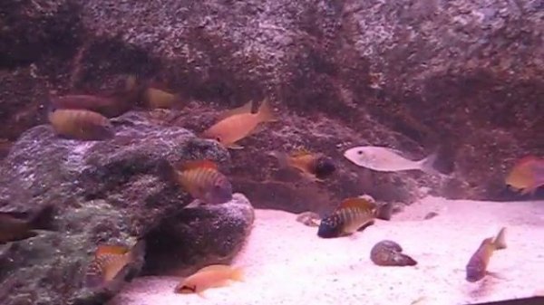 Tropheus moorii ilangi