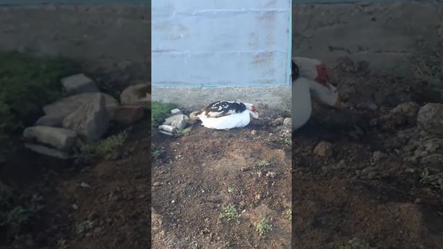 Селезень гоняет гусака))) смотреть онлайн