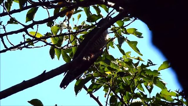 ムビる15939 20190907 007 ツツドリ tsutsudori смотреть онлайн