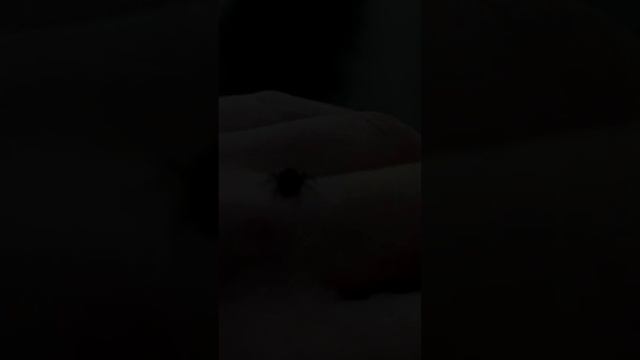 Путешествие паука скакунчика #spider смотреть онлайн