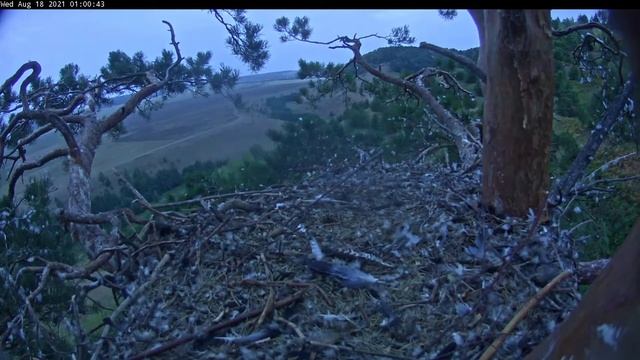18.08.2021 3:54 - 4:04 Голоса двух орлят. смотреть онлайн