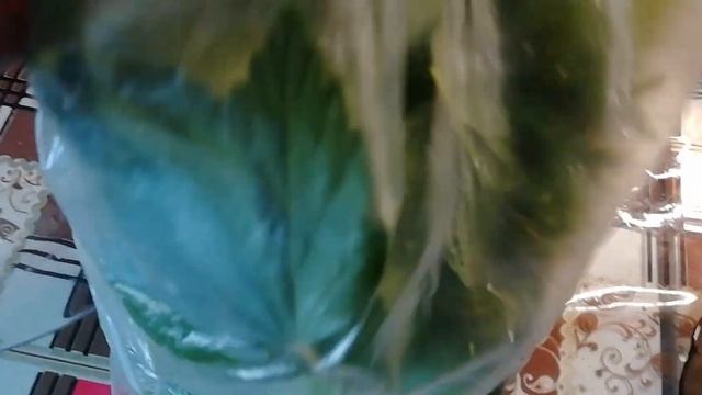 Малосольные огурцы с чесноком укропом и листья смородины, это очень вкусно 👍🥒 смотреть онлайн