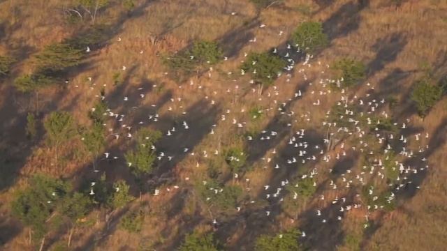 racing pigeons how to fly on the nature system смотреть онлайн