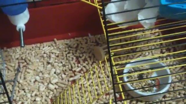 Что же нужно для хомяка?\Latte-the hamster смотреть онлайн