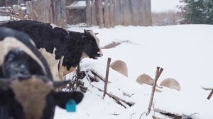 В УРАЛЬСКУЮ ДЕРЕВНЮ ПРИШЛА ЗИМА | ОТРЫВОК