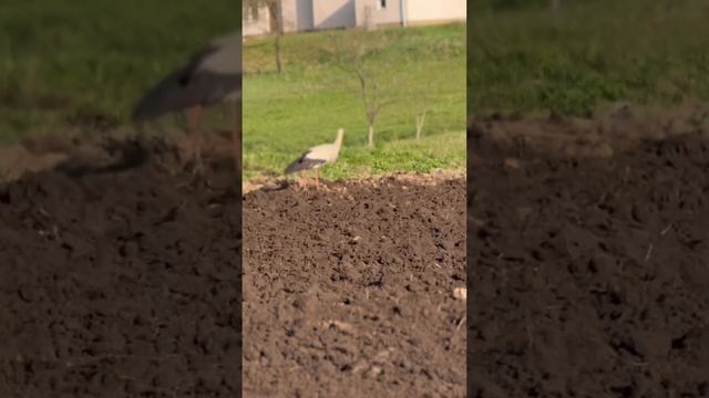 Аист кушает))) смотреть онлайн