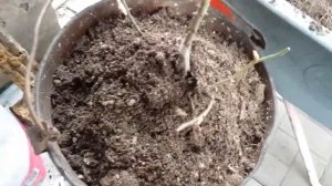 ПОСАДКА РОЗЫ В ВЕДРО (кашпо, горшок)