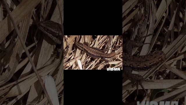 живородящая ящерица