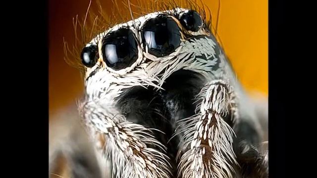 Jumping spider video 13 03 2014 смотреть онлайн