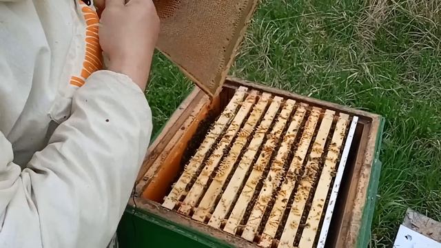 Провал или успех зимовки на сетке. Теперь можно подводить итоги. Состояние семьи на четвёртое мая. смотреть онлайн