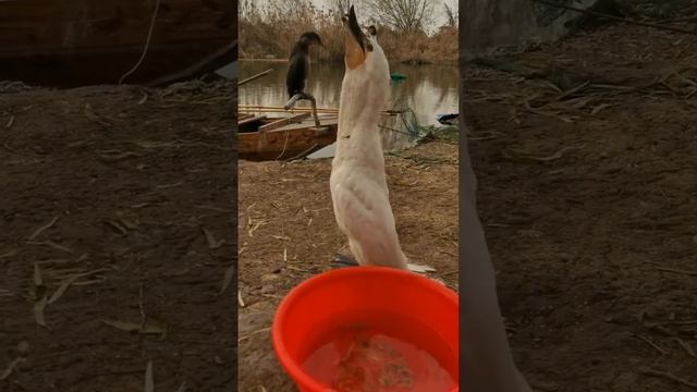 Бакланы и рыба смотреть онлайн