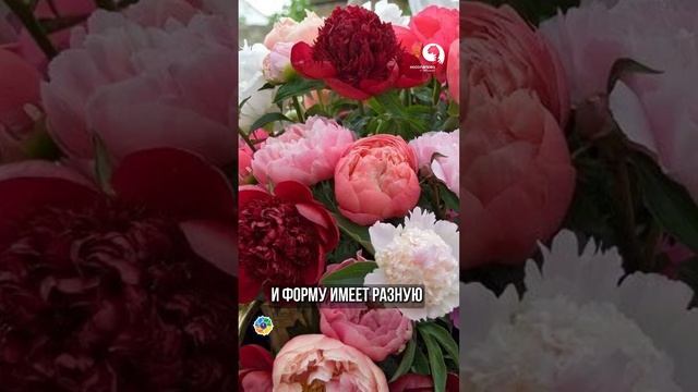 ПИОН с идеальной формой #сад смотреть онлайн