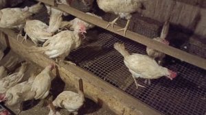 Сравниваем кросс Хайсекс Браун и Хайсекс Уайт