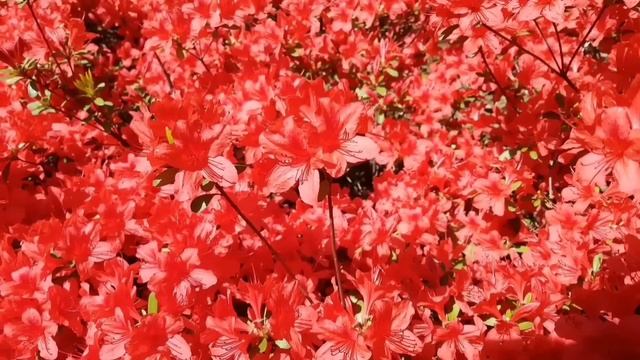 ГРУСТНЫЕ ИСТОРИИ ТАДЖИКИСТАНА. смотреть онлайн