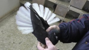 Голубеводы Ступино.