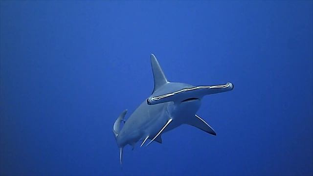 Hammerhead 12 25 15 смотреть онлайн