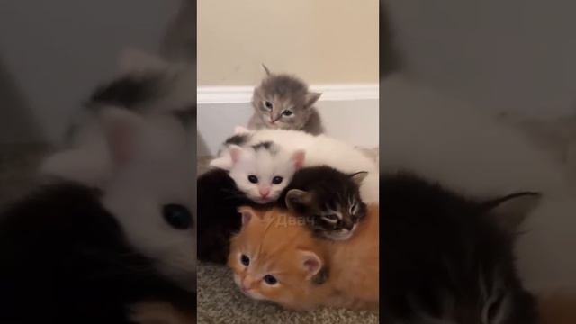 ! Двач @dvachannel @rand2ch @ru2ch_ban (2)(3) (2).mp4 смотреть онлайн