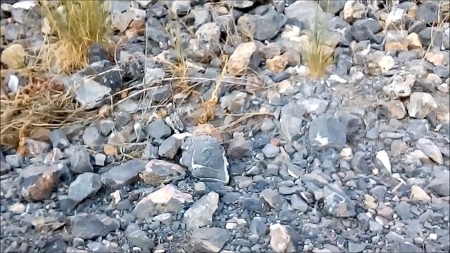 Black Horn Coral Fossils || Brigham City, Utah || Rockhounding смотреть онлайн