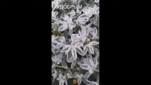 доброе утро смотреть онлайн