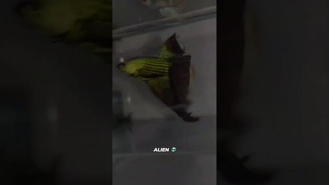 LONGFIN ALIEN WILD SUPER RARE| WORLWIDE SHIPMENT 🌏✈️ | Contact us via Telegram @koleksicupangbandun смотреть онлайн