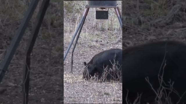 Hog hunting with Archery|030 #shorts #hunting #hog #hunter смотреть онлайн